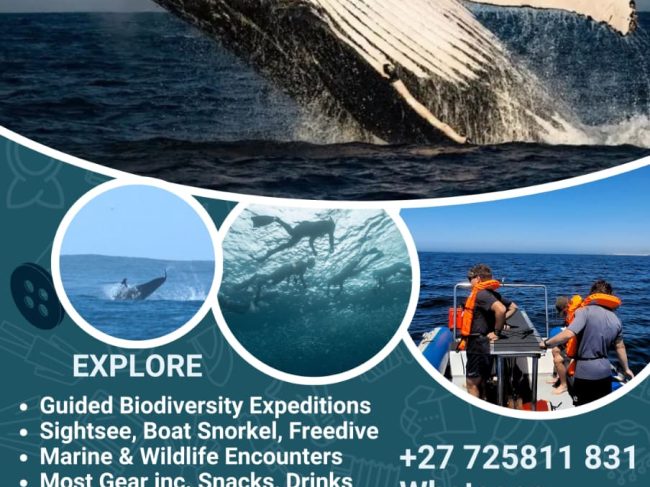 VOSEA OCEAN SAFARIS
